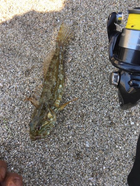 須磨で五目釣り