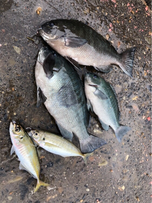 巨グレを求めて！