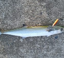 なんとかつれました。