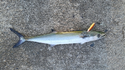 なんとかつれました。