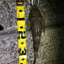 初ショアテンヤ