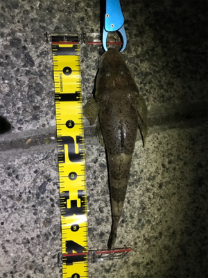 初ショアテンヤ