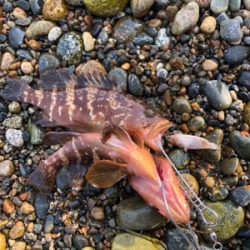 ロックフィッシュ