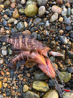 ロックフィッシュ