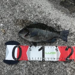 ゴカイで浮き釣り