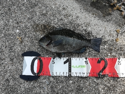 ゴカイで浮き釣り