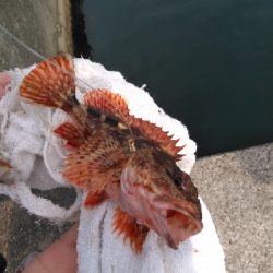 安定のガシラその2