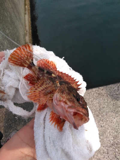 安定のガシラその2