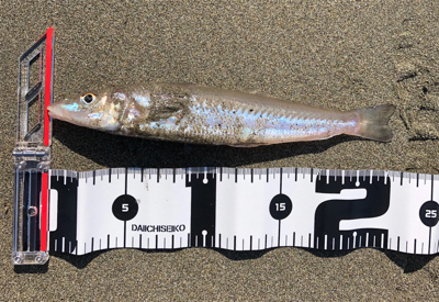 シーバスロッドでキス釣り