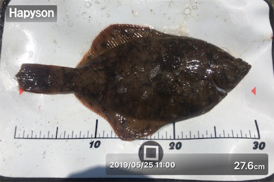 八目11匹、海もついに夏がやってきた