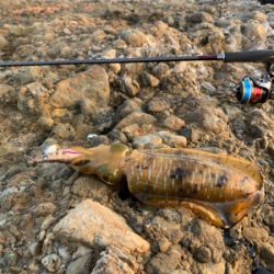 エギングサミット