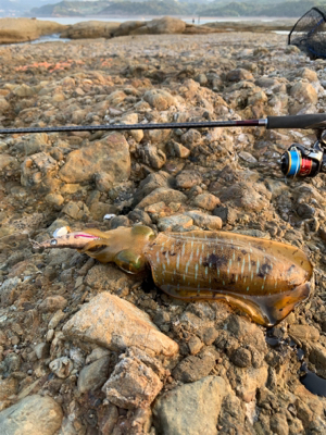 エギングサミット