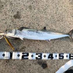 嗚呼、ポーアイ沖堤防