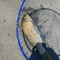 用水路で鯉釣り