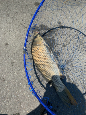 用水路で鯉釣り