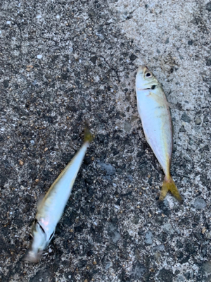 フロートアジンガー