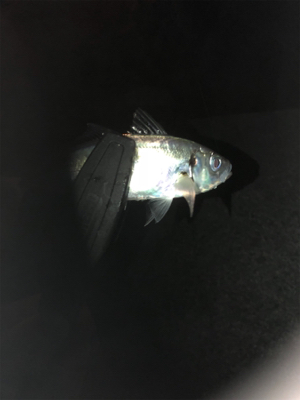 フロートアジング