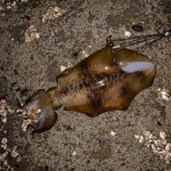 やっと、春イカ！