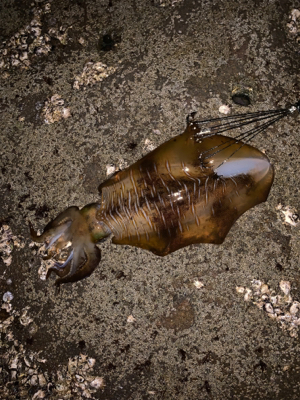 やっと、春イカ！