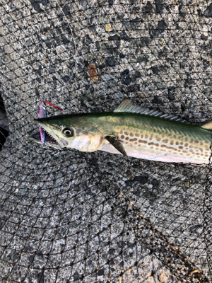 時合い終了後の一本^_^♪