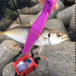 大阪湾奥アジング&ULSJ