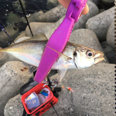 大阪湾奥アジング&ULSJ