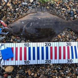 らくらくヒラメ