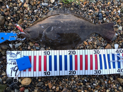 らくらくヒラメ