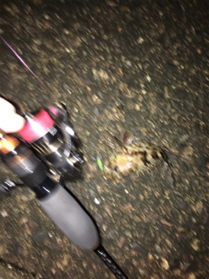 タケノコメバルパレード