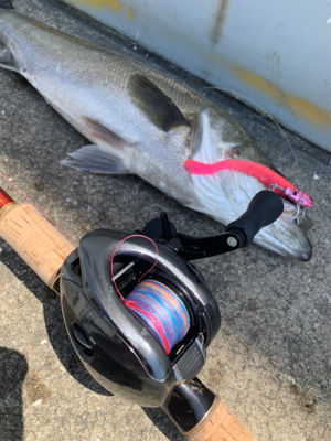 灼熱太陽シーバス