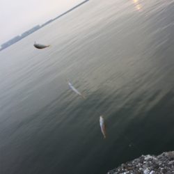 早朝サビキ