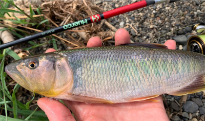 ケタバスがアツい！