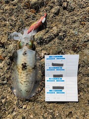 エギングサミットで初釣果！