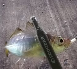 ナイトアジング