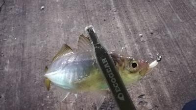 ナイトアジング