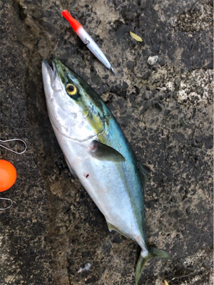 朝まずめ後にメージーロー！