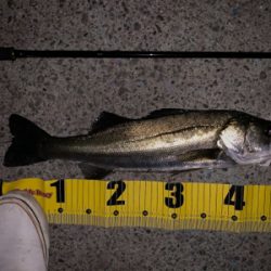 今宵もバチ抜け調査