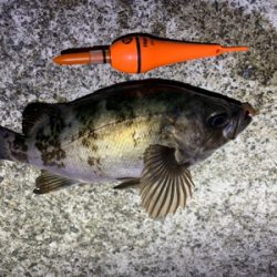 今年の初メバル