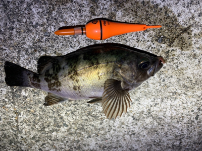 今年の初メバル