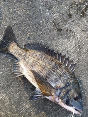 日が変われば釣れない