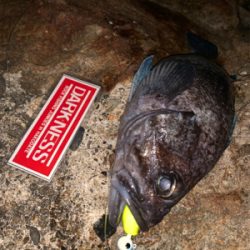 新規開拓！めざせヒラメちゃん！