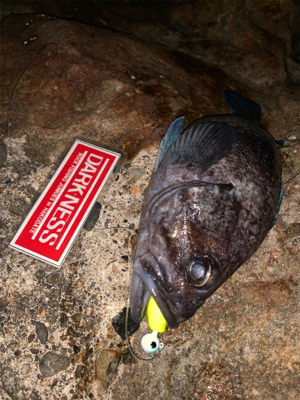 新規開拓！めざせヒラメちゃん！