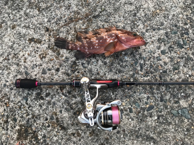 イカは何処へ？