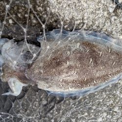 夕まずめの確信！モンゴウイカ