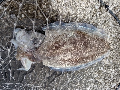 夕まずめの確信！モンゴウイカ