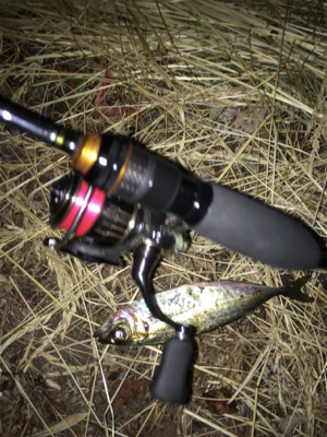 まづめアジング