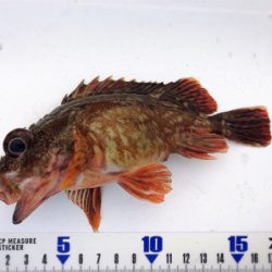 ジグサビキでオカズゲット!!