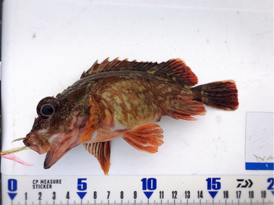 ジグサビキでオカズゲット!!