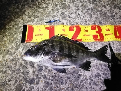 大雨の後の大荒れの中メバリング～