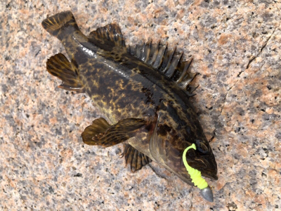 デイサーフ&デイシャローメバリング…